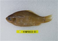 藏品(蘭氏鯽)的圖片